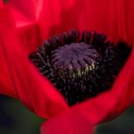 Poppy's