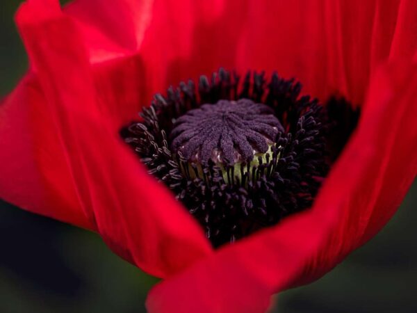 Poppy's